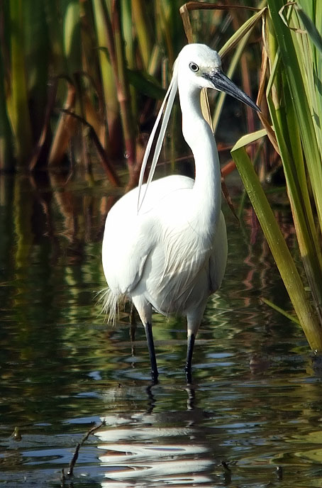 Kleinezilverreiger090606